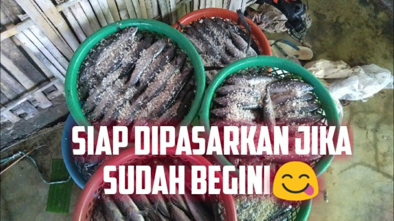 Cara Memindang Ikan Tongkol yang Baik dan Benar