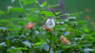 [SLRCLUB Review] FUJIFILM GF110mmF5.6 T/S Macro Sample Movie 01