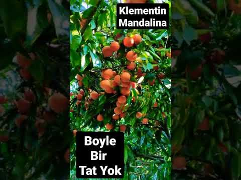 Video: Klementin nədir? Klementinlərin faydalı xassələri, kalorili tərkibi