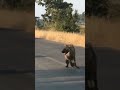 Lion attack on Hyena in kruger national park #shorts #lionvshyena