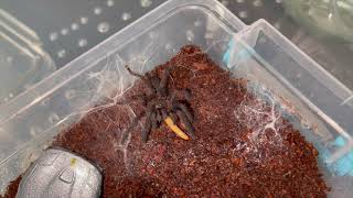 Blue Quezon Earth Tiger Orphnaecus Sp Blue Quezon Sling Rehouse Feeding Clips