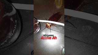 கரப்பான் பூச்சி active at night time in home and kitchen ? Cockroach Facts in Tamil