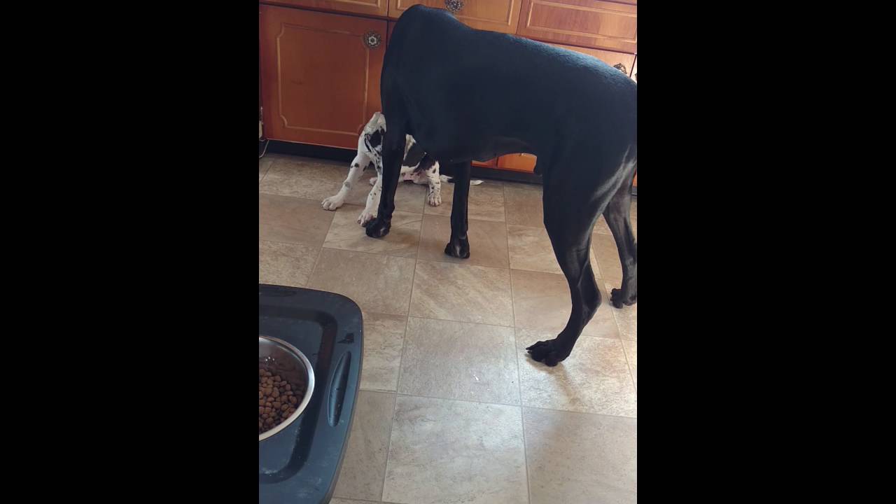 Puppy bites dad's balls YouTube