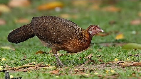 tiếng gà mái rừng kêu cục tác gọi trống, poj tsauj dib tuaj zoo