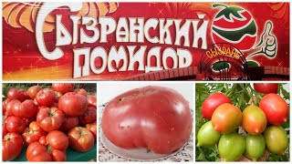 Легендарные Сызранские томаты. Обновление коллекции - 2022