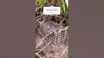 BẨY CHUỘT CỐNG NHUM KHỦNG LỒ QUÁ ĐÃ TOÀN CỐNG CỤ