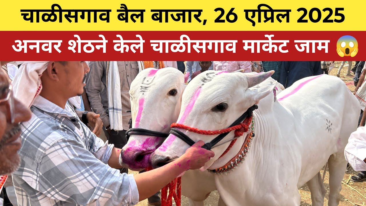 अनवर शेठने केले चाळीसगाव मार्केट जाम 😱 चाळीसगाव बैल बाजार, 26 एप्रिल 2025 😍 Chalisgaon bail bazar 🥰