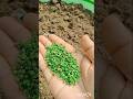 how to grow spinach coriander in small pot at home#gardening #gardeningtips #homegardening#shorts
