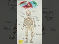#skeleton #Science #viral #shorts #trending #education