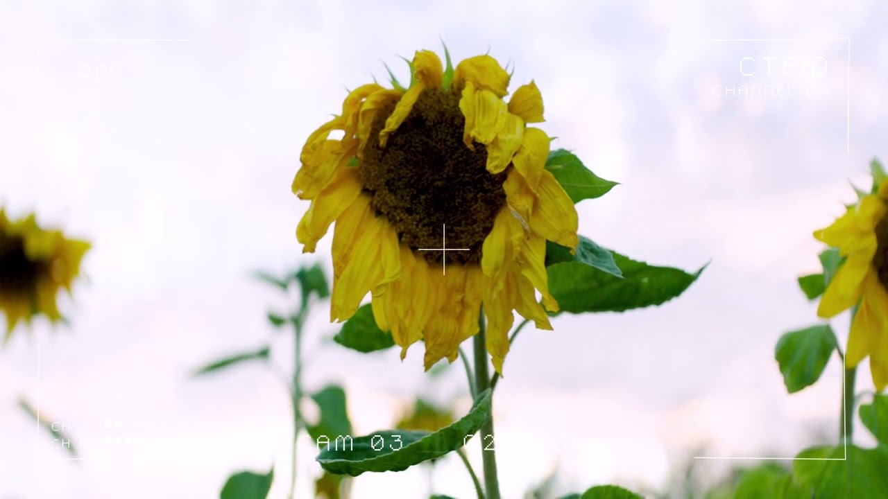 N9LIV - LYSERØD SKY (FT. AMRO)