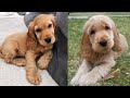 Funniest & Cutest Cocker Spaniel Puppies #2 - Funny Cocker Spaniel Puppy Video Compilation 2021