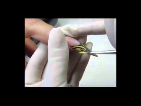 DISEO 2011 CENPRONAILS