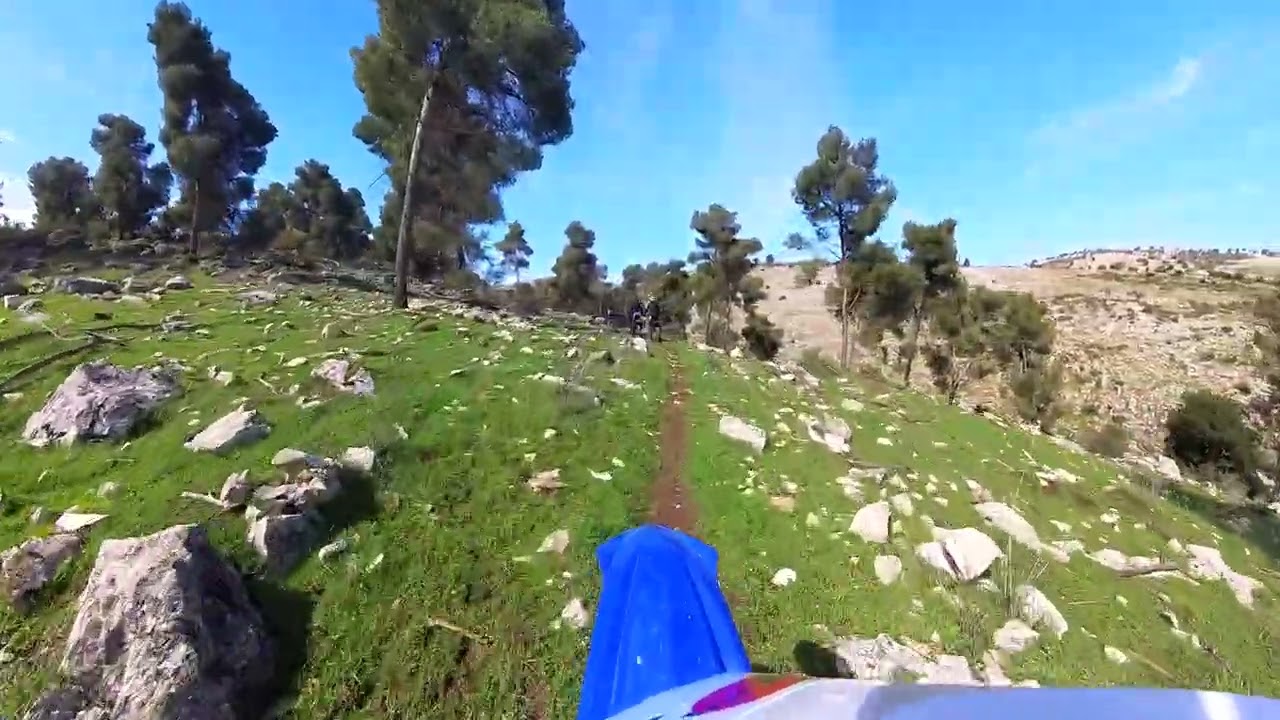 סינגל לימונים