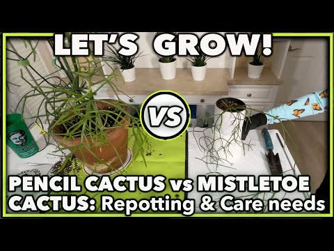 Vídeo: Mistletoe Growing Indoor - Você pode cultivar sua própria planta de visco