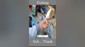 Câu Cá Pa Chát | Câu Cá Giải Trí Và Ẩm Thực #shorts