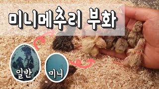 애완조로 키울 수 있는 미니메추리 부화하기 [너무작아서 조심조심] Incubating an Egg / mini quail Hatching Eggs