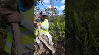 Celebrity How to catch python #shorts #facts #youtubeshorts #viralvideo #python #pythonprogramming Net Worth