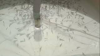 Day - 3 | Marian Aquaculture | 1000 murrel fish in biofloc tank