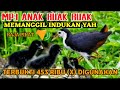 SUARA RUAK2 ANAK KAN MEMANGGIL INDUK ya