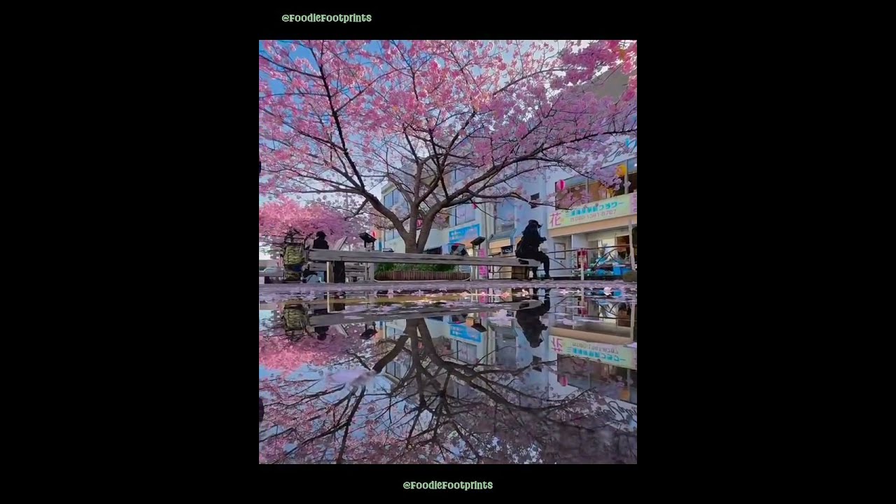 Cherry Blossom Season Returns To Japan A Timeless Spring Tradition JapanTravel SakuraSeason