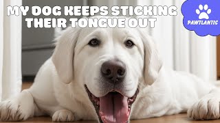 My DOG Keeps Sticking Their TONGUE Out | Dog Facts by Vibeza - Paw 84 views 8 months ago 4 minutes, 4 seconds