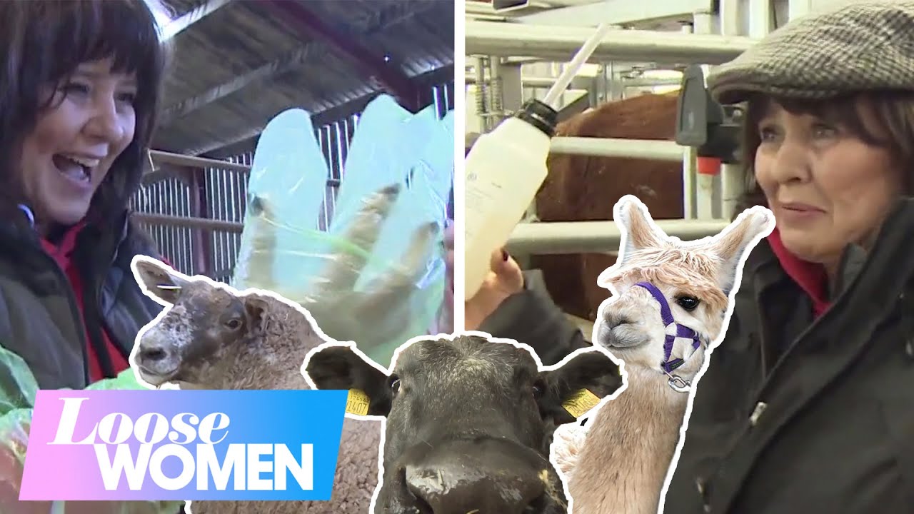 Coleen Delivers A Baby Lamb & Is Horrified To Learn How Cow Pregnancy Tests Work | Loose Women