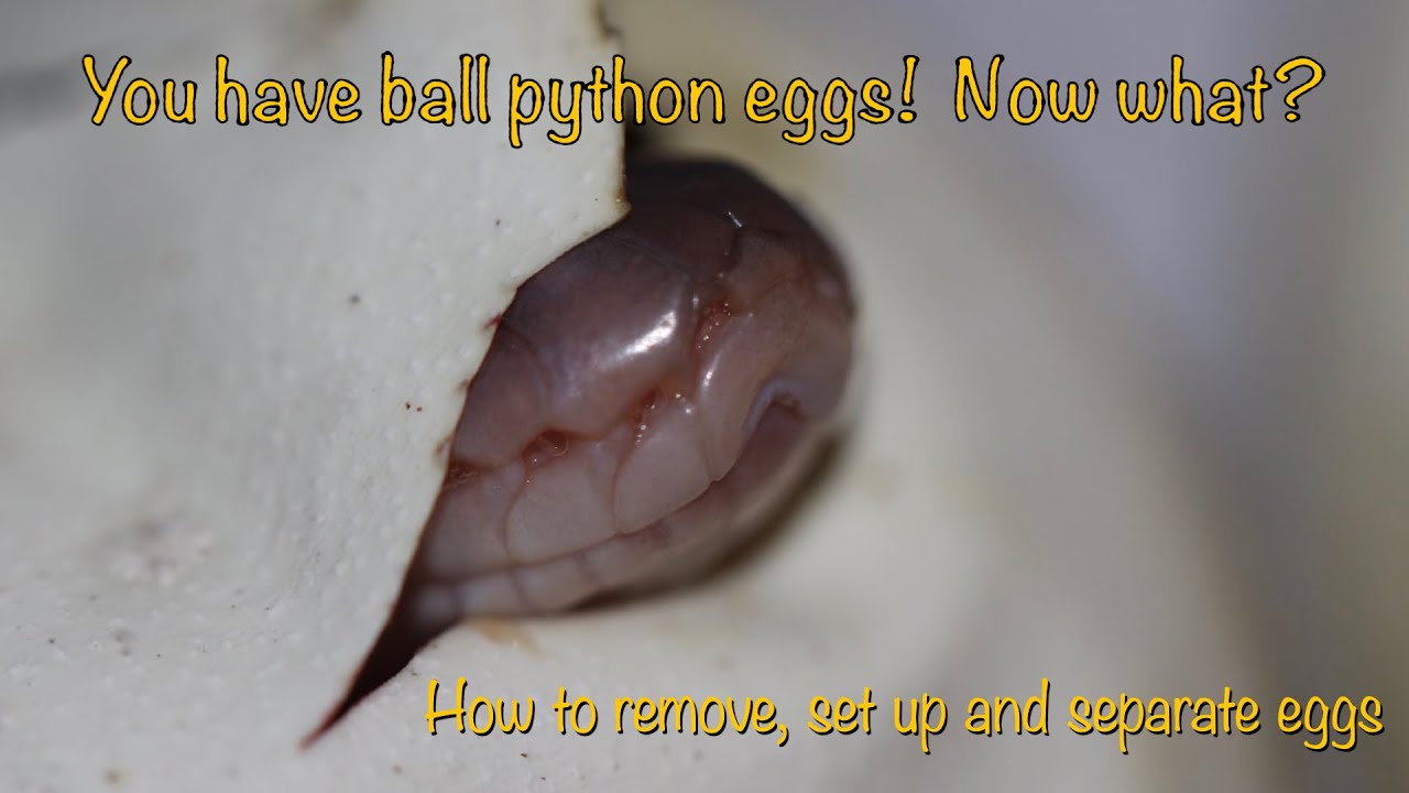 Ball Python Eggs - Removing, setting up and separating eggs - YouTube