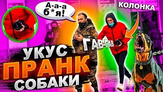 Пранк... Укус собаки/ Испугались лая собак