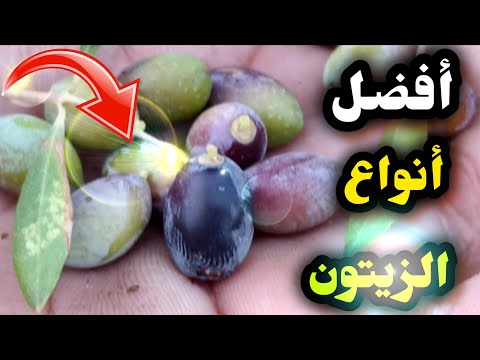 الزيتون البري شجرة الجبوج التي أخفى الناس أسرارها لقرون