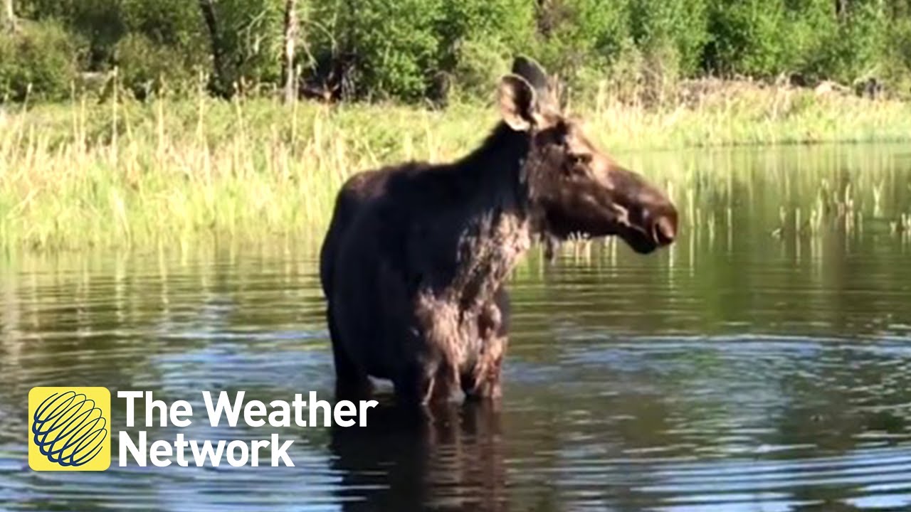 video phone beyonce mp3 Animals you can see across Canada during the fall