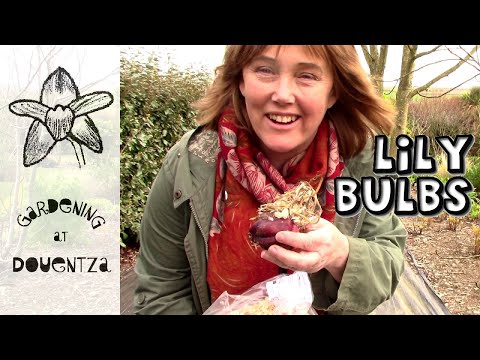 Video: Lelies In De Volle Grond Planten In Het Voorjaar: Hoe Bollen Met Spruiten Planten Zodat Ze Bloeien? Tot Welke Diepte Moeten Gekiemde Bollen Correct Worden Geplant?