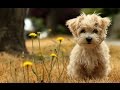 Best shed free dogs 