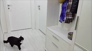 Female cat in heat meowing, mate calling by Sevikas 594,600 views 7 years ago 58 seconds