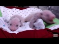 Panda Cubs 2016: Day 11