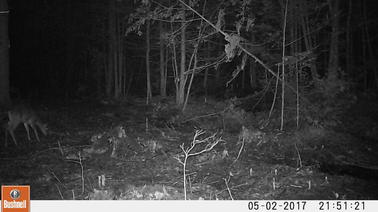 best night trail camera