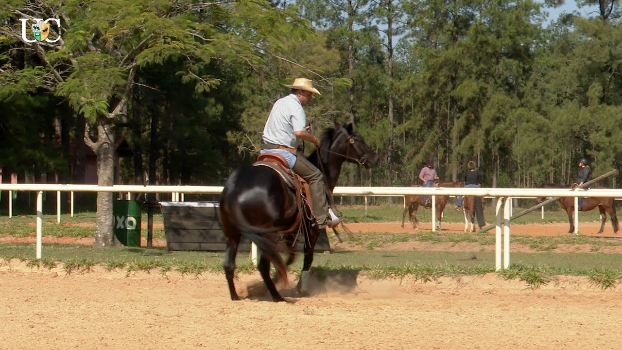 Exercício para deixar o cavalo ágil e leve de boca