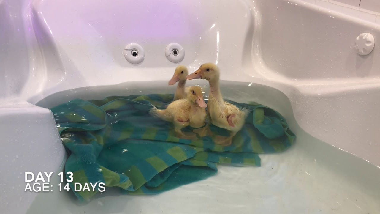 day-13-ducklings-take-a-swim-raising-backyard-ducks-youtube