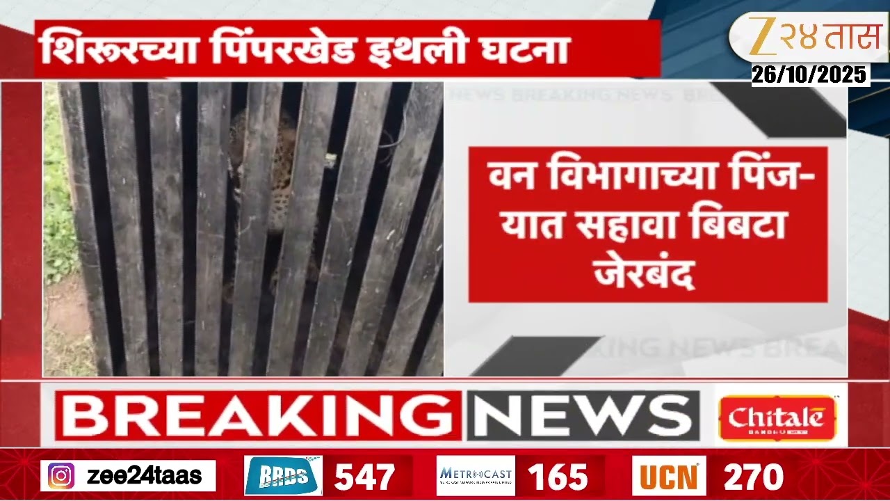 Shirur Forest Department Trapped Leopard  शिरूर पिंपरखेडमध्ये वनविभागाच्या पिंज-यात 6वा बिबटा जेरबंद
