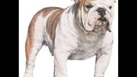 JavaScript Demo -- JSON Array of objects