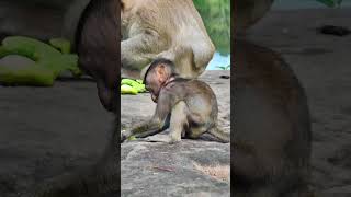 Beautiful baby monkey in Angkor wat monkey