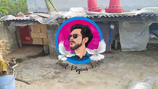 Create New Pigeon Loft 2024