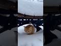 The reason the dog stole the ham was to help a small life and a life that was about to disappear.