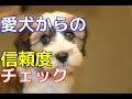 【愛犬のための知識】愛犬からの信頼度チェック【犬を知る】