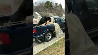 CUTE JUMP ROTTWEILER