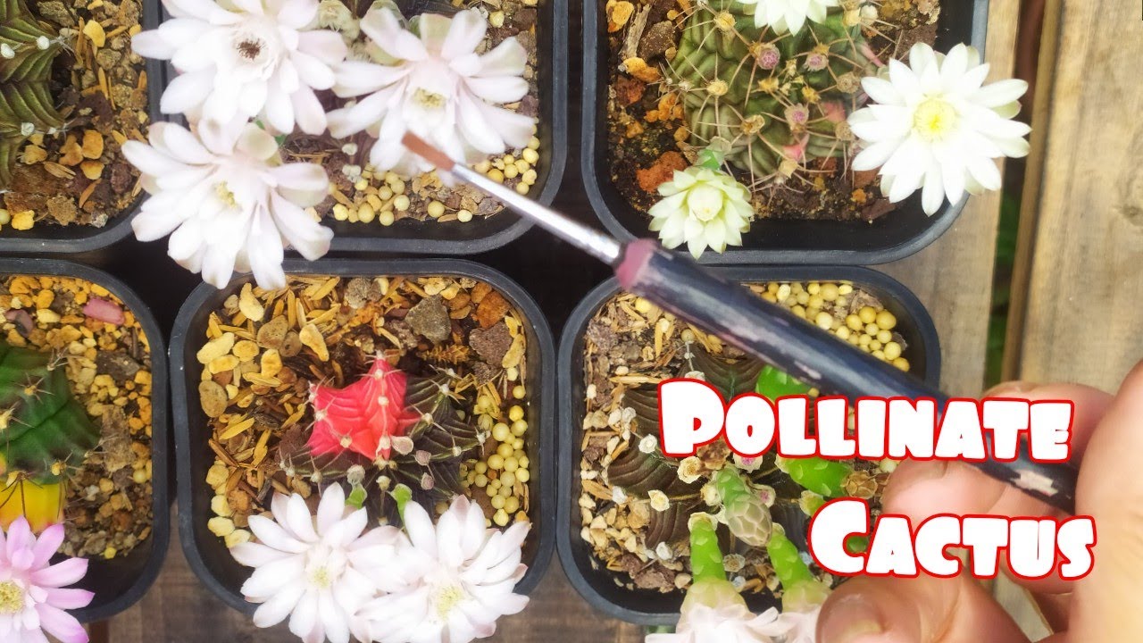 How to pollinate Cactus Thụ phấn xương rồng Được Gì YouTube
