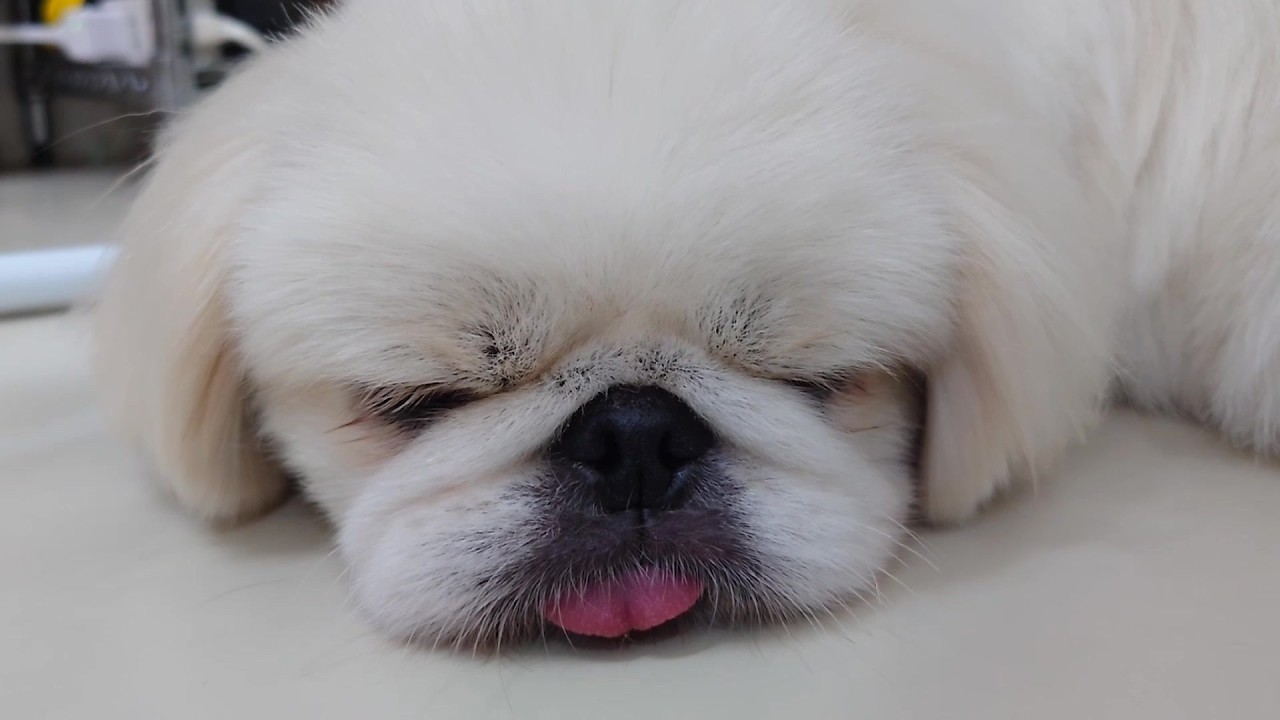 Hello, I'm a Yukimi Daifuku who's melting from the heat. 🐶Secret