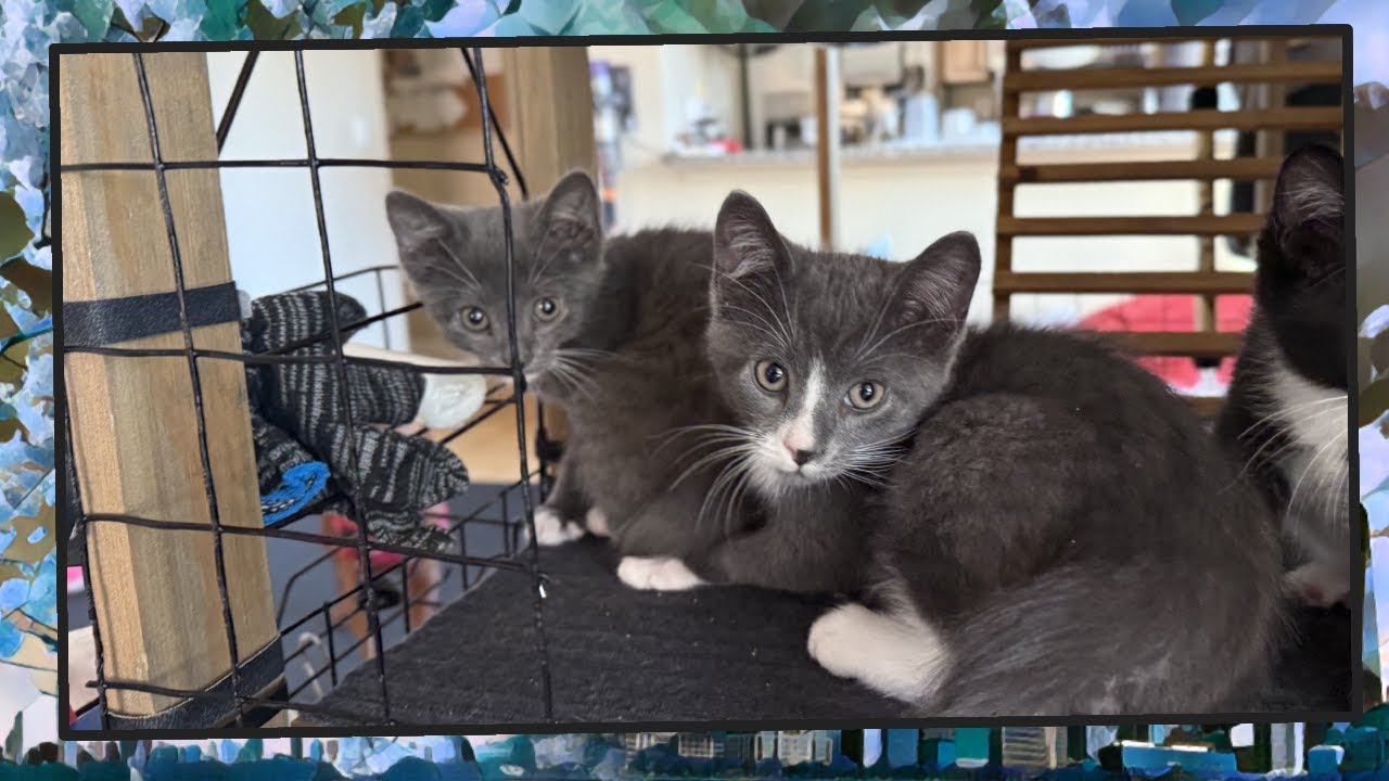 Foster Kitten Livestream (S13, E44) - Jan 1, 2025 - YouTube