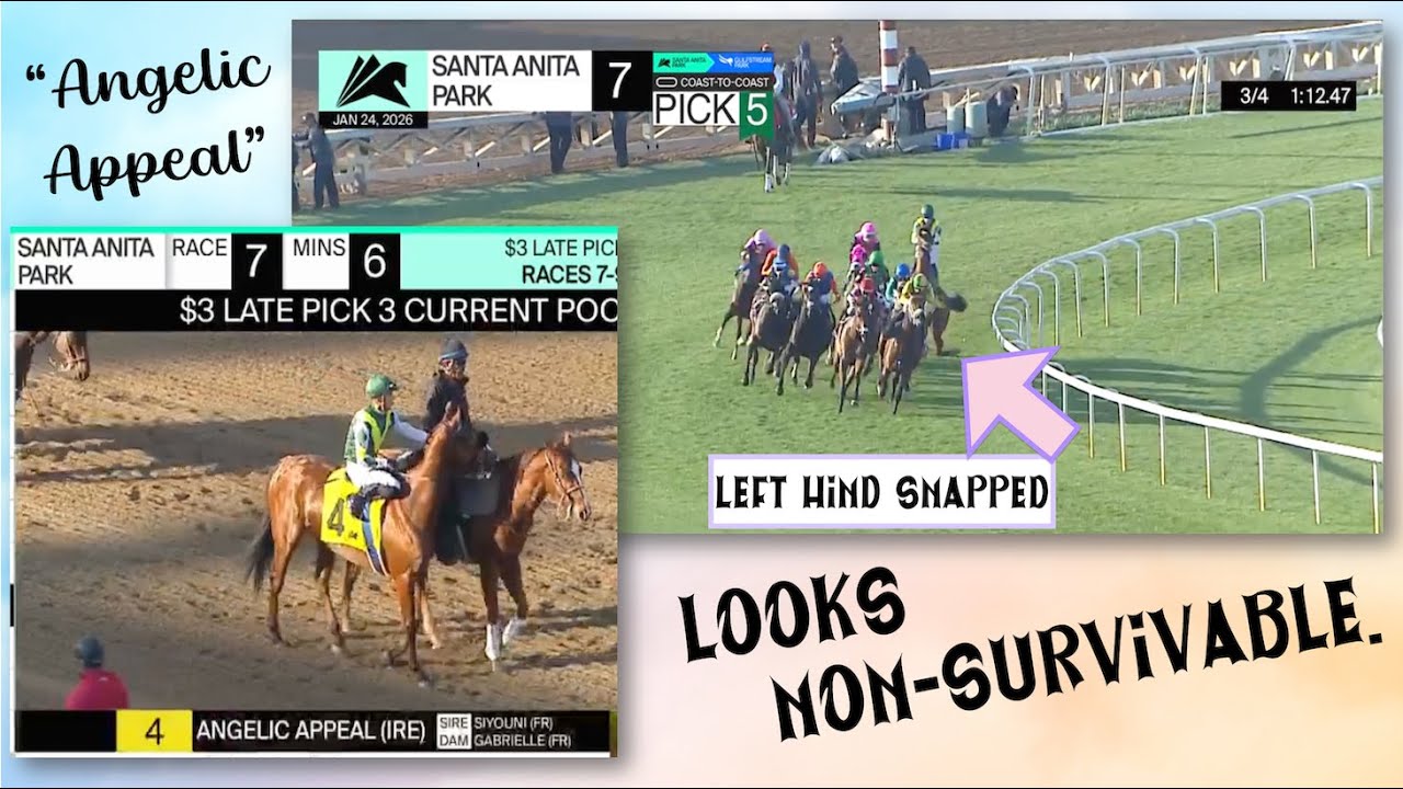 Angelic Appeal. 🪽 UPDATE: KILLED AT 