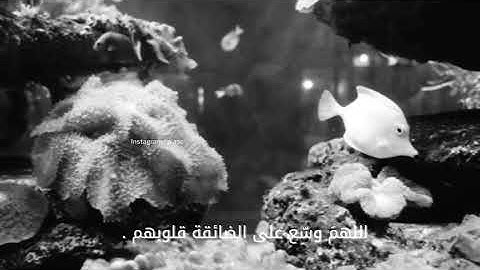 قرآن كريم بصوت القارئ معاذ العيد, تلاوة خاشعة