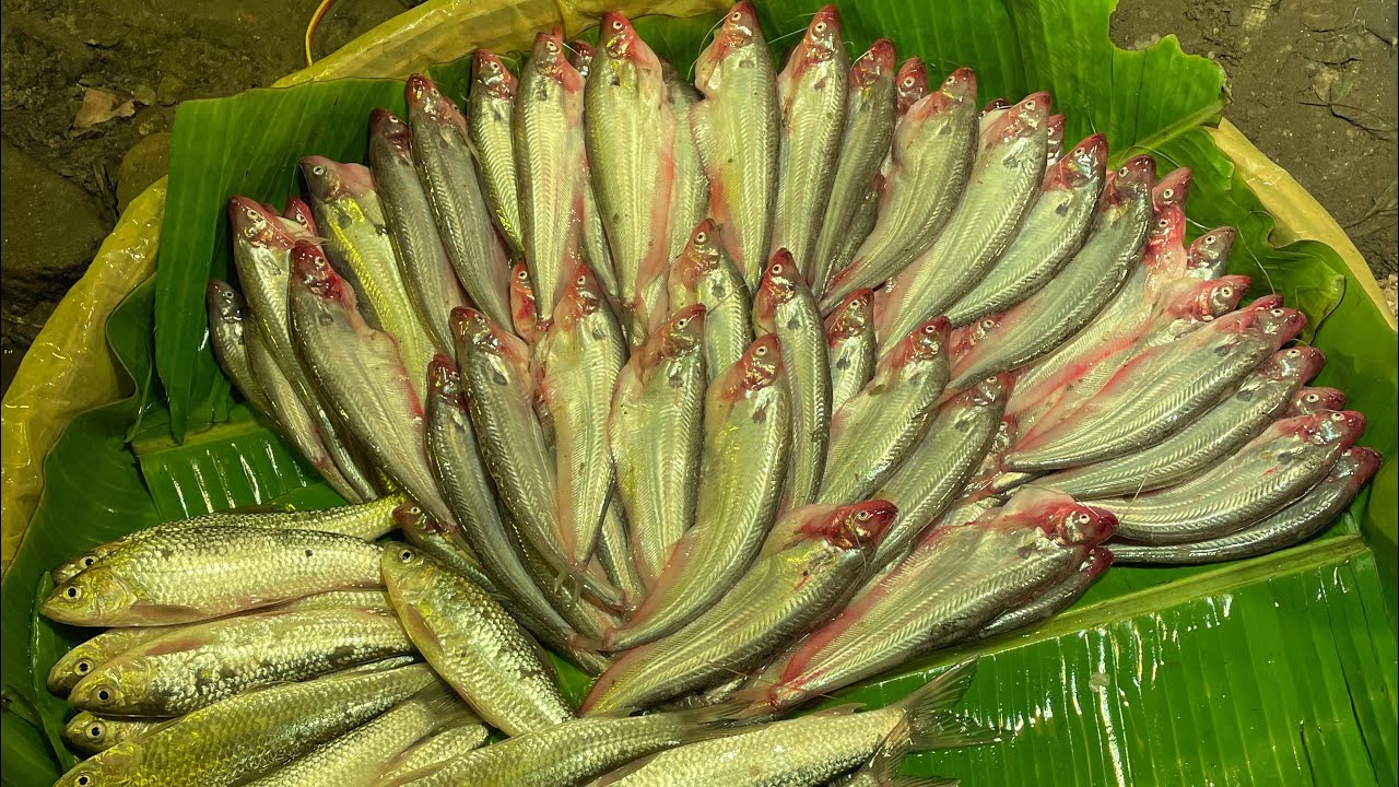  পাতা মাছ, চিংড়ি মাছের গিলু,ভেত মাছ, মলা মাছ | Fish Market BD